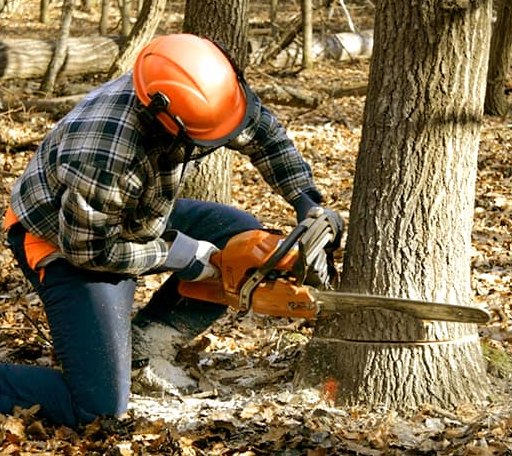 Tree Removal in Caddo, TX